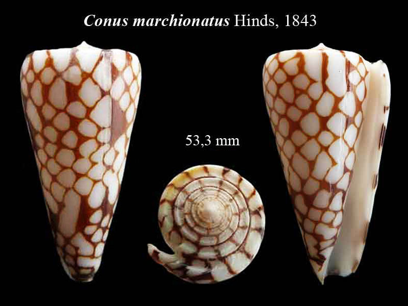 Conus (Eugeniconus) marchionatus   Hinds, 1843 Genima10