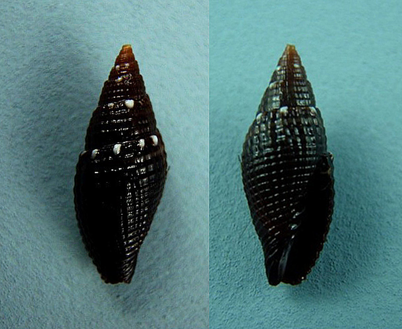 Strigatella coronata (Lamarck, 1811)  Mitre_10