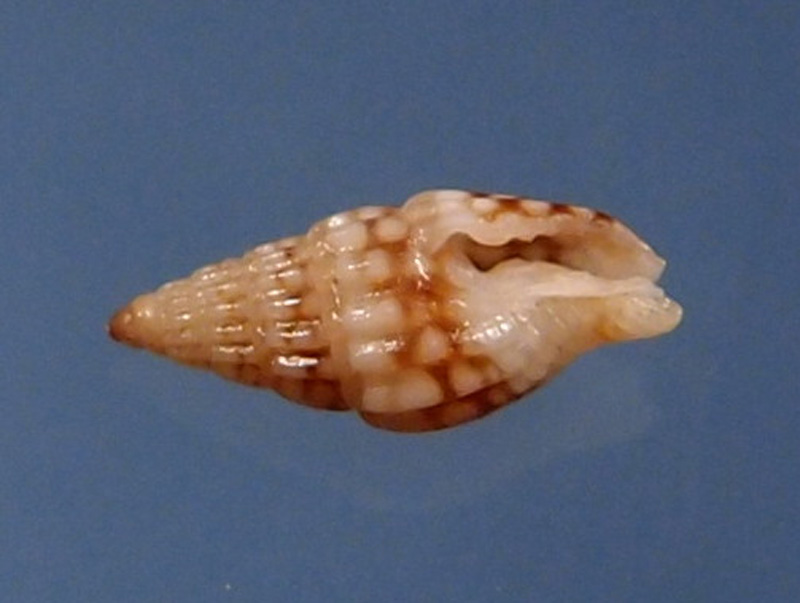 Zafra ocellatula (Hervier, 1900) P2121811