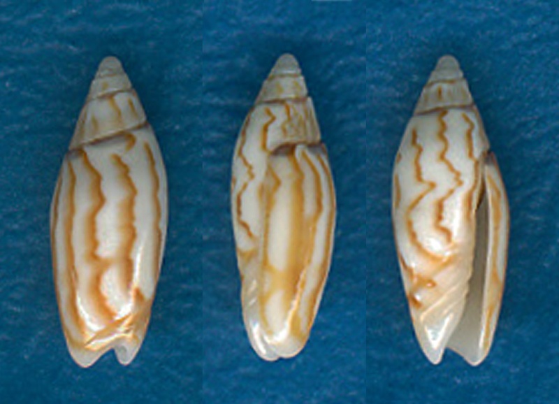 Acutoliva panniculata panniculata (Duclos, 1835) - Worms = Oliva (Acutoliva) panniculata Duclos, 1835 Pannic10