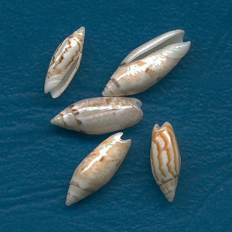 Acutoliva panniculata panniculata (Duclos, 1835) - Worms = Oliva (Acutoliva) panniculata Duclos, 1835 Pannic12