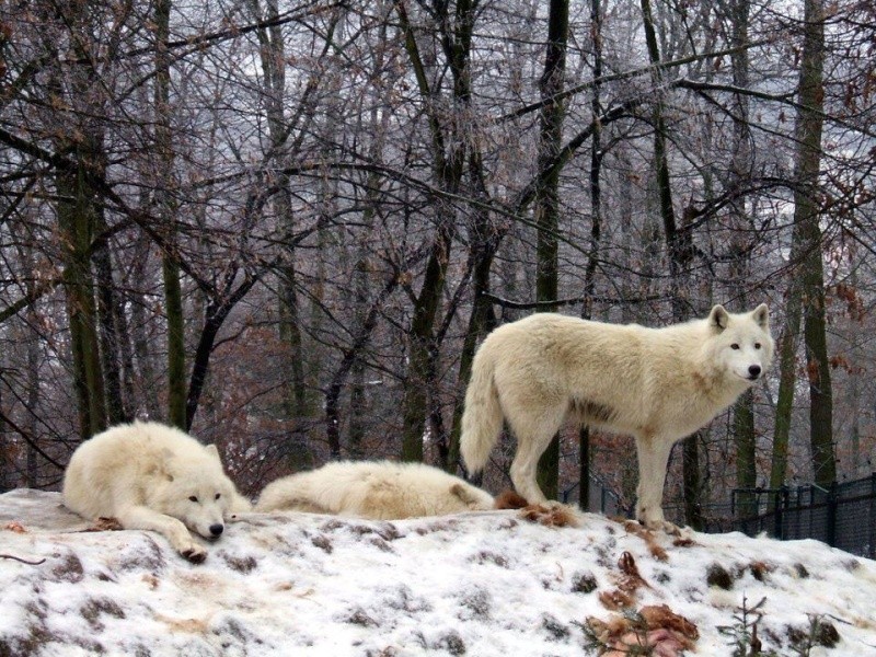 Loup du jour - Page 2 154110