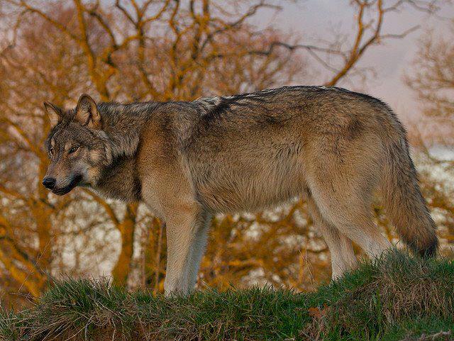 Loup du jour - Page 3 154710