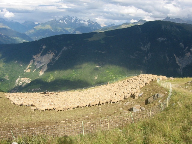 une journée ordinaire en alpage.. Abando10