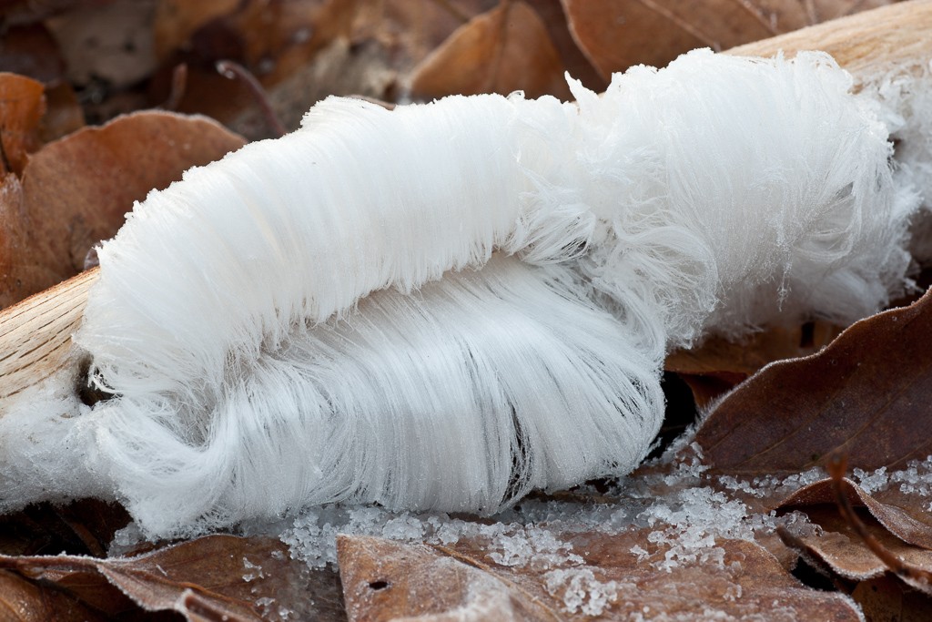 Mycelium et polypore Givre-11