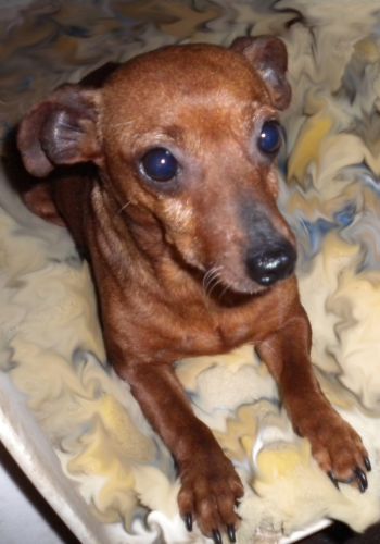 Adoption Zora Pinscher fauve de 6 ans(53 et région parisienne) 500_0e10