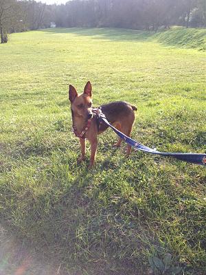 Adoption Abbo x pinscher de 6 mois (77) Abbo110