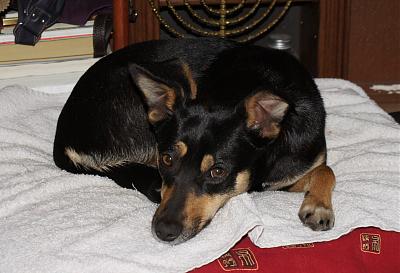 Adoption urgente tchoupi x pinscher femelle de 3 ans (75) Dsc02510