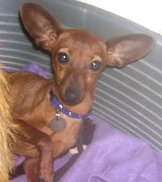 Adoption Hobbie mini pinscher  mâle de 11 mois (77) Hobbie10