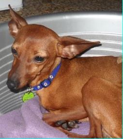 Adoption Hobbie mini pinscher  mâle de 11 mois (77) Hobby10