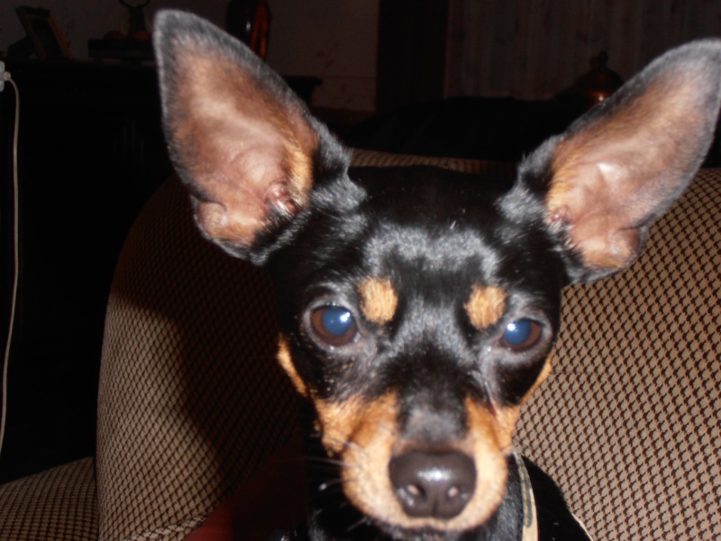 Adoption Hobbie mini pinscher mâle de 11 mois (77) - Page 2 Pc020010