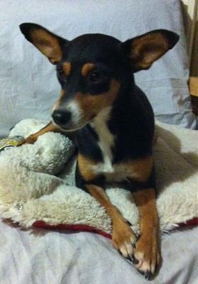 Adoption Savana x pinscher femelle d'un an (75) Savana10