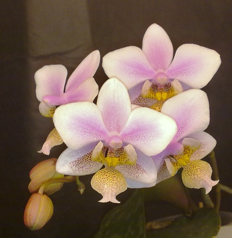 Phalaenopsis schilleriana x stuartiana (Philadelphia) 08012010