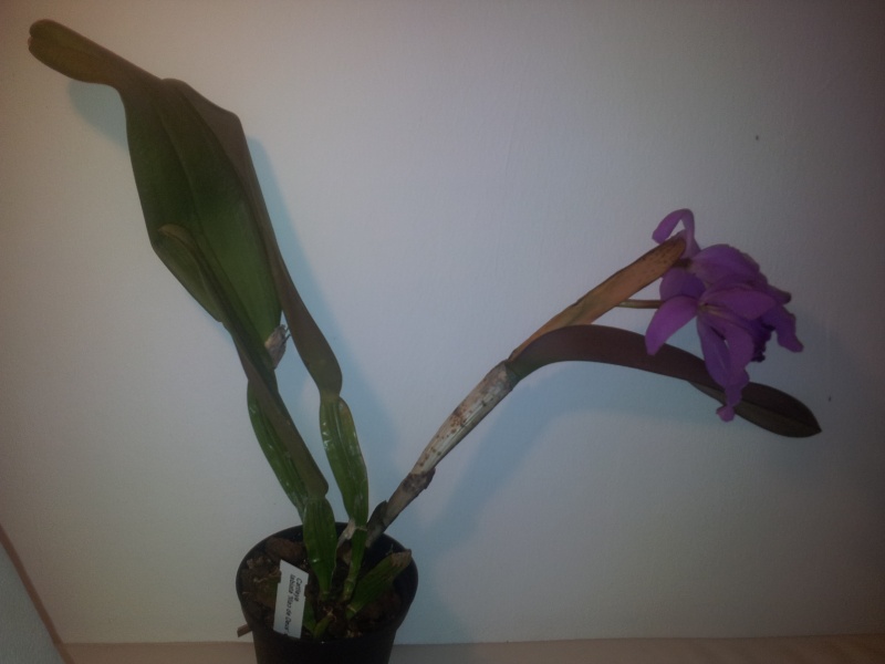 Cattleya labiata 'Mao de Deus' x 'rosada, C. kerrii, C. mendelii ... 20130439