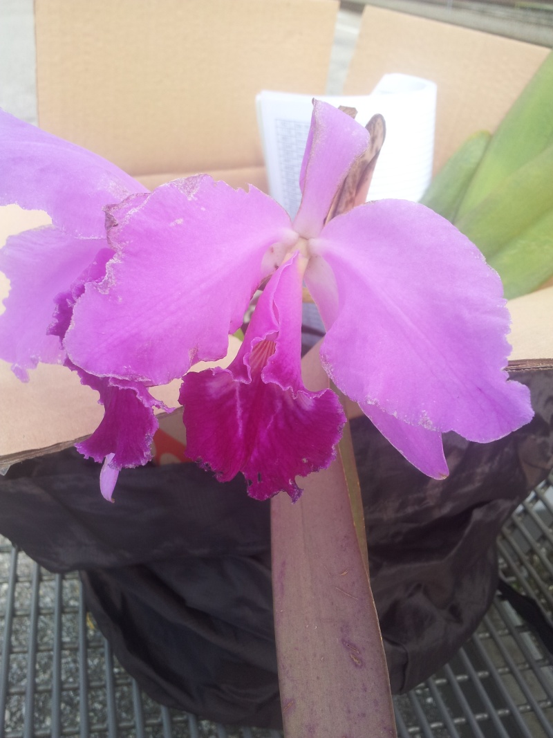 Cattleya labiata 'Mao de Deus' x 'rosada, C. kerrii, C. mendelii ... 20130440