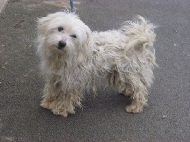 CASPER, croisé bichon- 1 an- M  15227910