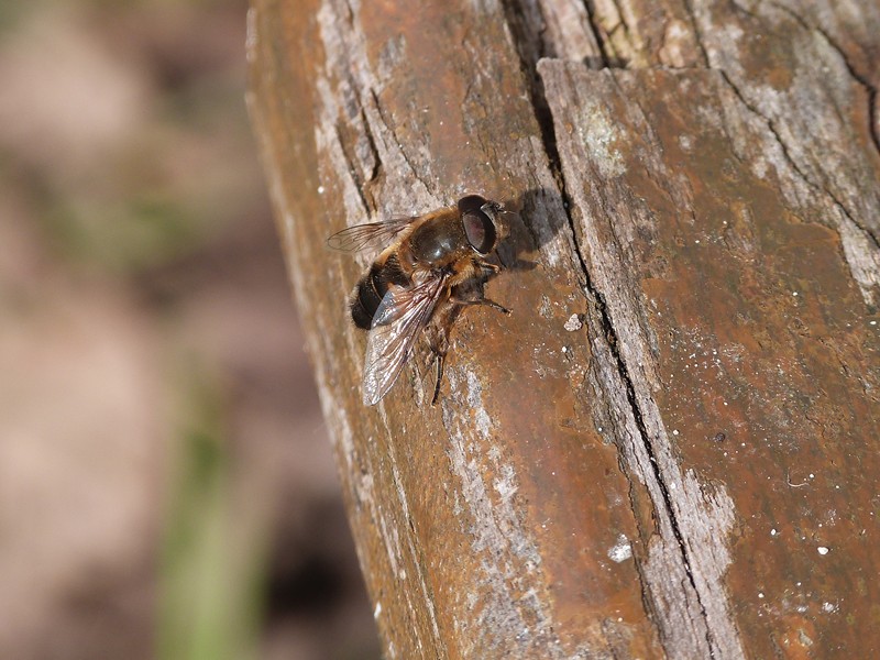 Eristalis tenax Je pense P1020013