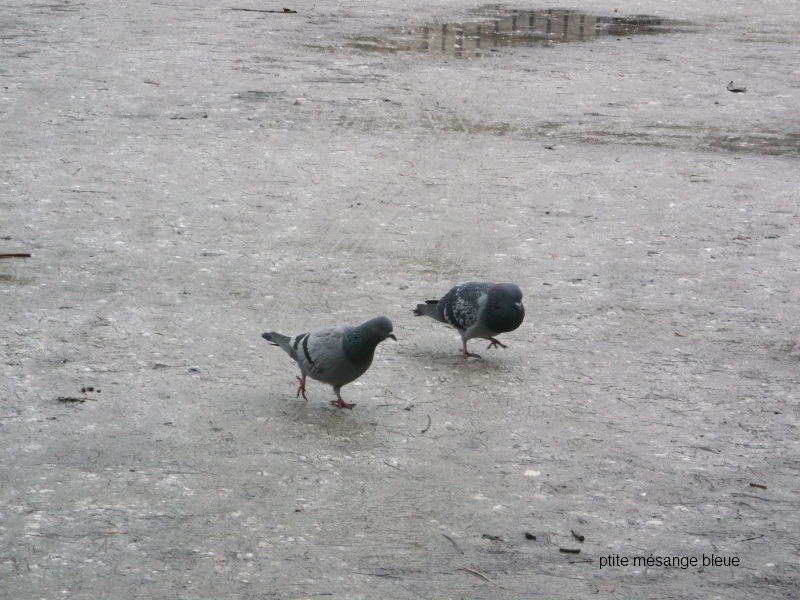 Jardin public Bordeaux  Copie_26