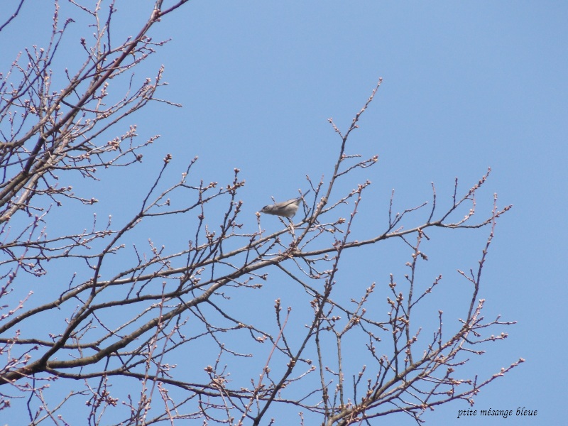 Mes photos d'oiseaux au parc !  Copie_89