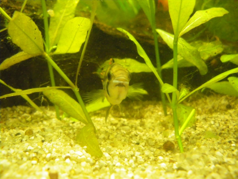 apisto cacatuoides mâle ou femelle ? Imgp0010