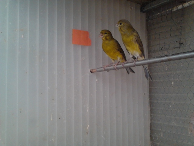  de nouveau canaris Img_2012