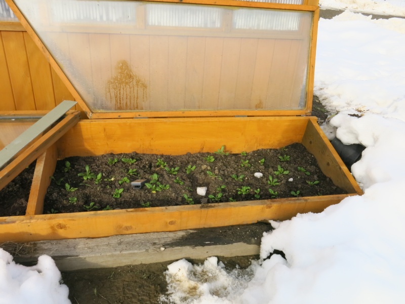cold frame question zone 5 Img_0716