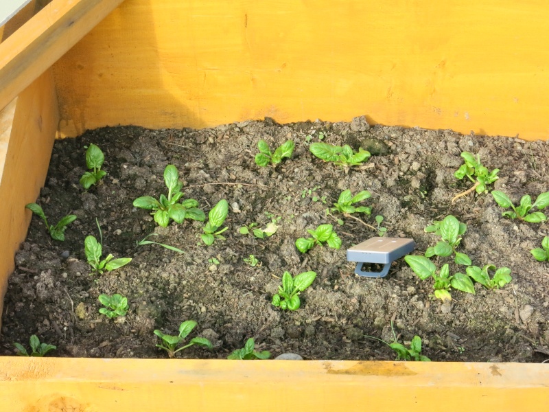 cold frame question zone 5 Img_0717