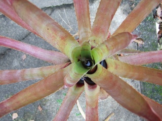 Aechmea distichantha Dscf1910