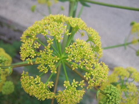 Ferula communis - férule commune Dscf3326