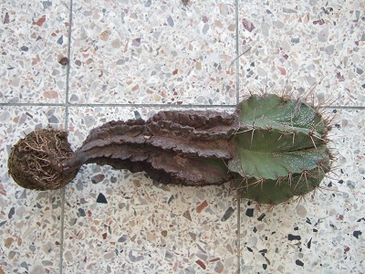 Astrophytum ornatum Dscf3812