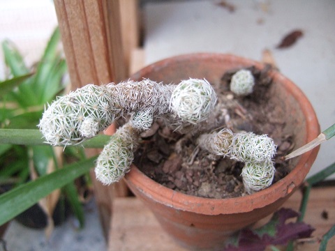 Mammillaria vetula ssp gracilis 'Arizona Snowcap' Dscf3823