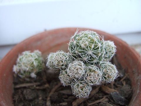 Mammillaria vetula ssp gracilis 'Arizona Snowcap' Dscf3824