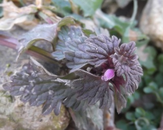 Lamium hybridum - lamier hybride Dscf4519