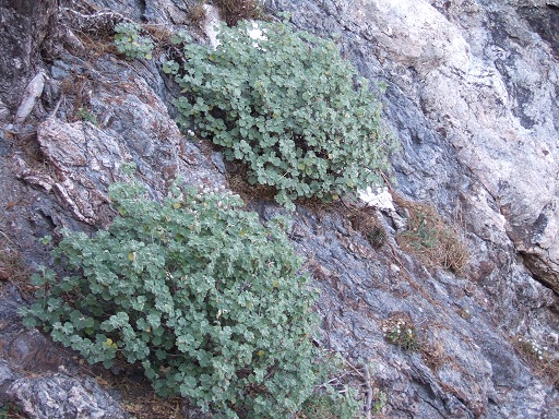 Malva subovata (= Lavatera maritima) - lavatère maritime Dscf7310