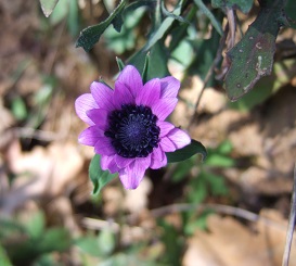 Anemone hortensis - anémone des jardins Dscf7813