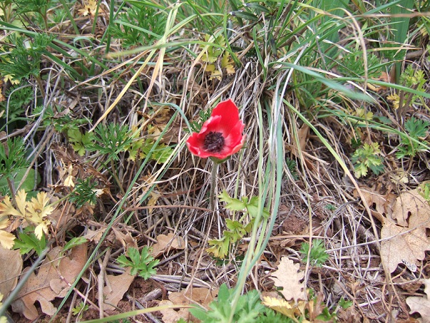 Anemone coronaria - anémone couronnée Dscf8114