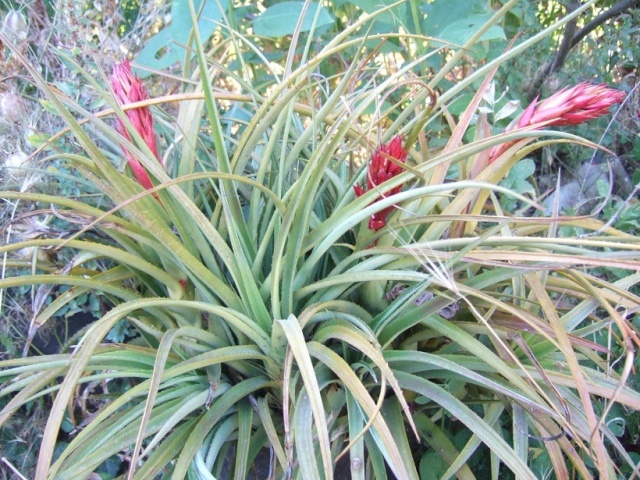 Aechmea recurvata Dscf9810