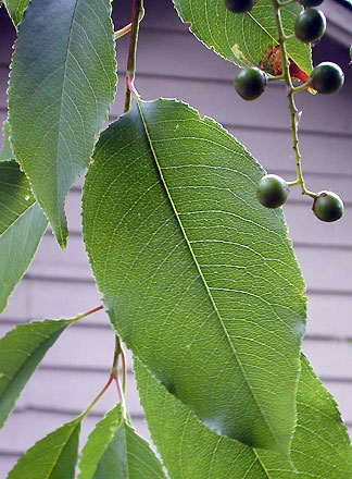 Can you ID this little-red-fruit tree?? Cherry12