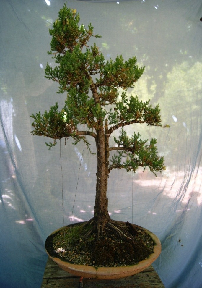 My Juniperus 'Snowflake' Junipe10