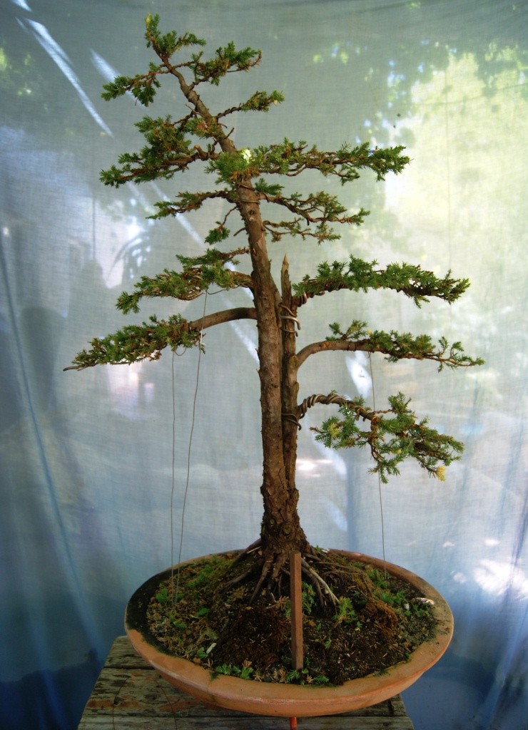 My Juniperus 'Snowflake' Junipe11