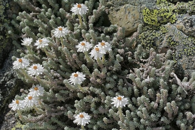 Helichrysum frigidum , Immortelle des Frimas 13501610