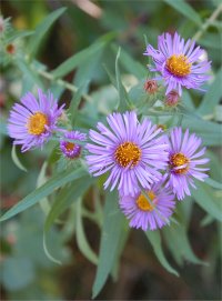 Contes Floraux du Jardin des Elfes Aster-10