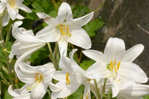 Contes Floraux du Jardin des Elfes Lilium10