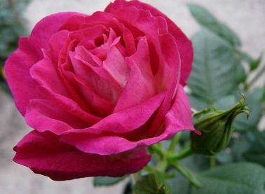 Contes Floraux du Jardin des Elfes Rose11