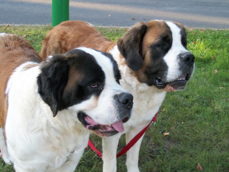 concours photo n° 45 : mon saint Bernard en fond d'écran 100_3114