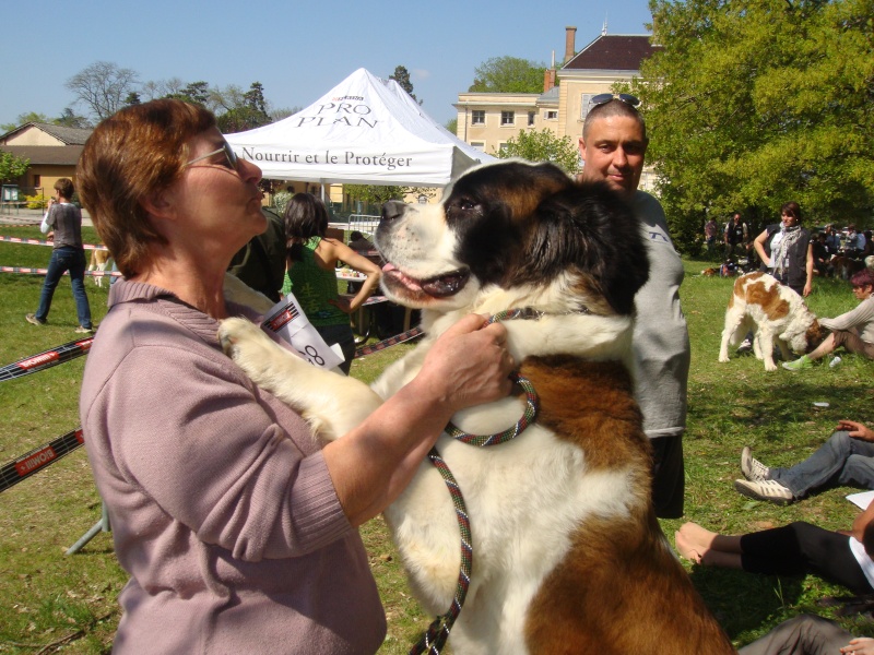 concours n° 43 : Le Bonjour façon saint Bernard  Dsc01810