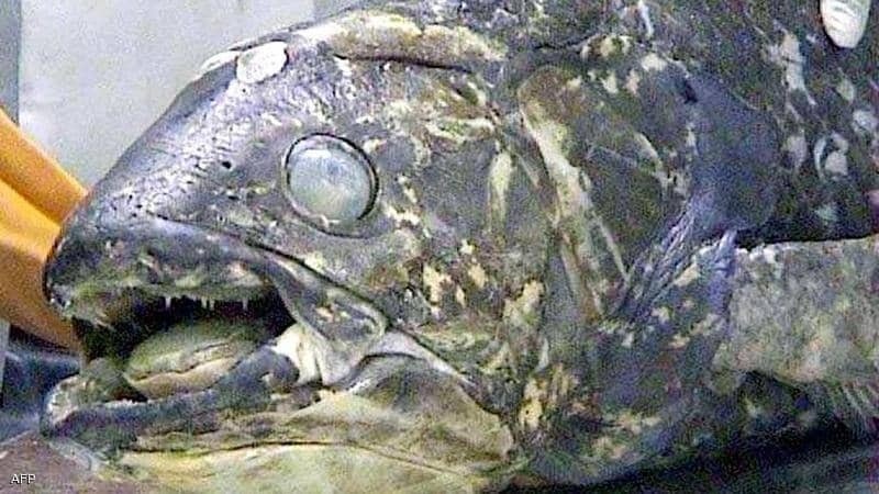 "سمكة مذهلة" عمرها 100 عام.. وفترة حملها 5 سنوات 20194913