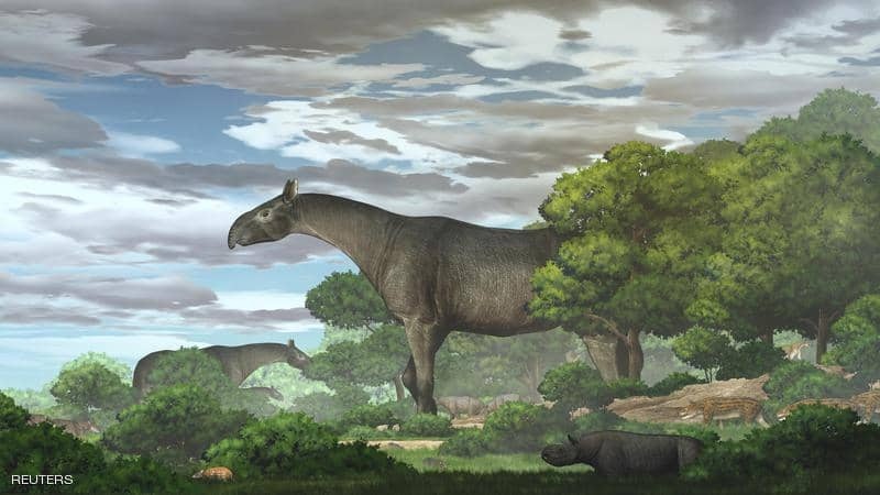 عاش قبل 26 مليون سنة.. اكتشاف حفريات "وحيد قرن بلا قرن" 20194914