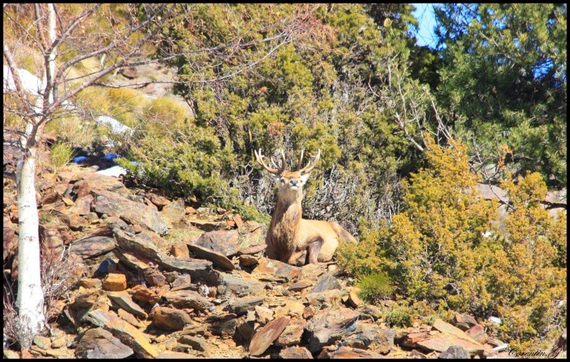 Mes photographies animalières - Page 27 Cerf_c10