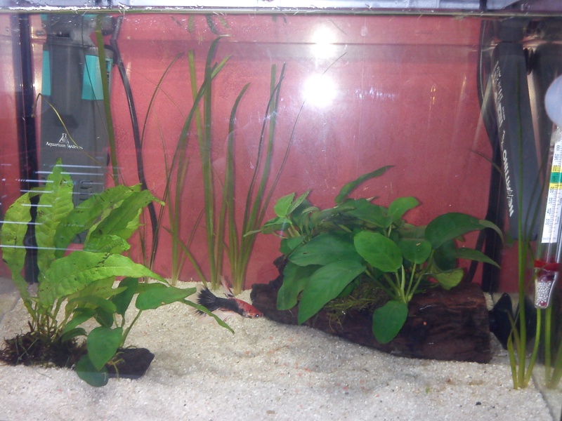 Mon aquarium de 20 litres Img_2019